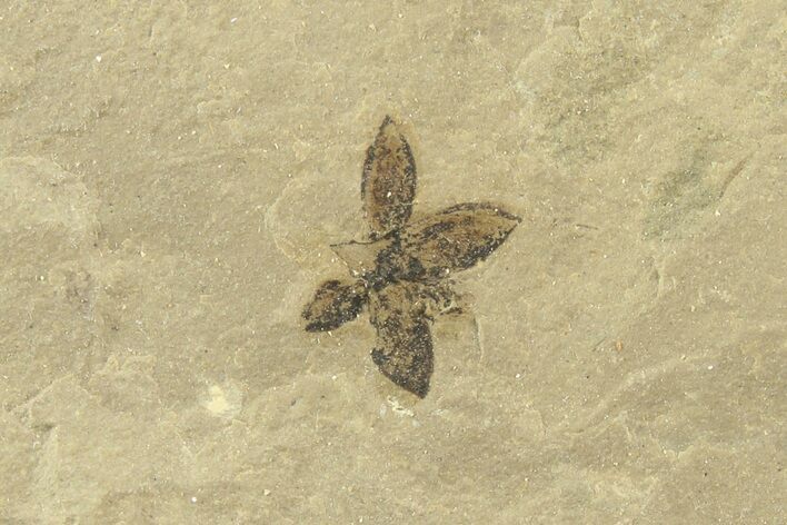 Detailed Fossil Flower - Green River Formation, Utah #360278